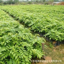 黄花梨木海南沉香金丝楠木小叶紫檀树盆景素材植物