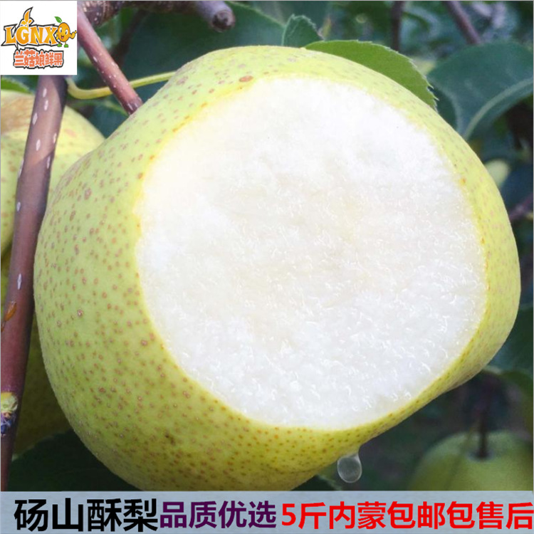 Now pick Now send Pears fruit wholesale Dangshan Pear fresh pregnant woman Fruit 5 Pear Inner Mongolia