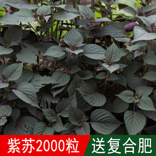�緼�N�I���I�����߲������K�ӷN�����K���K�ӳ��K���K���K