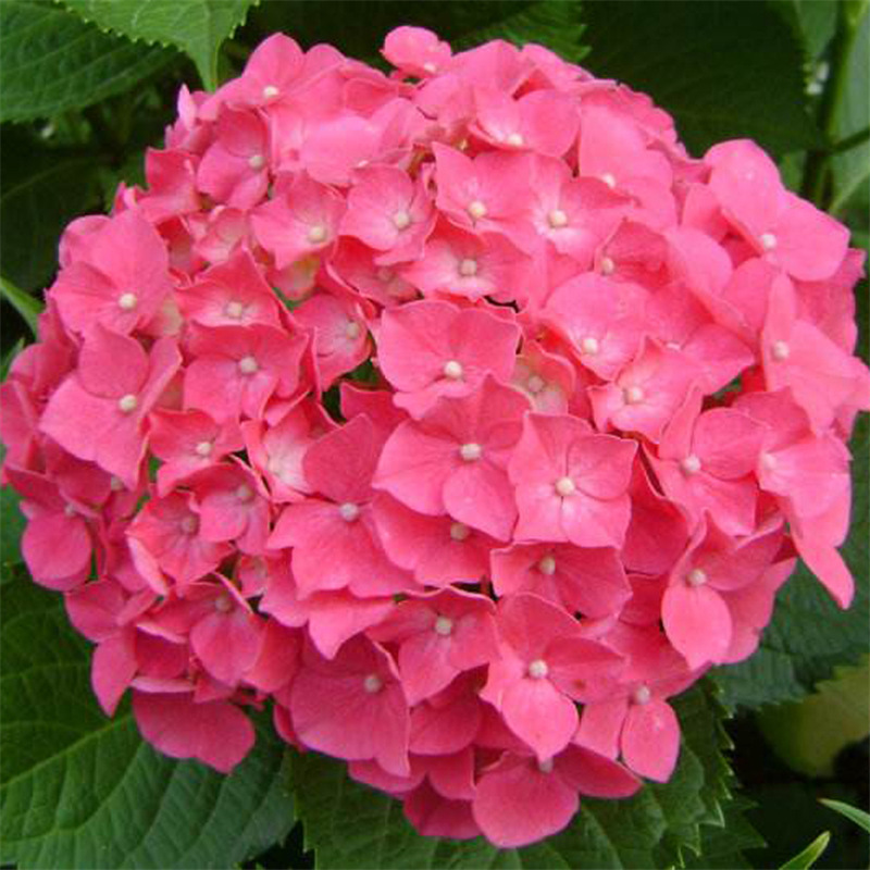 无尽夏绣球八仙花种苗园林绿化观赏绣球木草绣球花盆栽绣球花苗 阿里巴巴