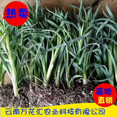 云南苗木批发康乃馨种苗 康乃馨鲜切花苗 新鲜供应康乃馨小苗木|ru