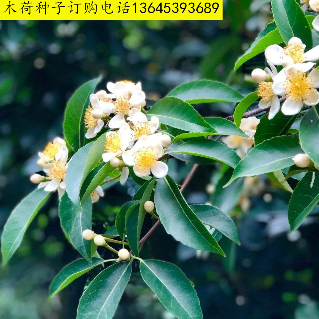 木荷树果实,木荷果实有什么用,木荷树盆景图片_大山谷图库