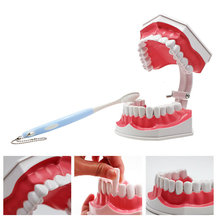 口腔護理2倍大牙齒模型 幼兒園兒童早教刷牙演示 下牙可拆批發