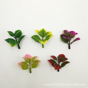 5���ײ�ݮ�� ����ֲ���辰�������ϻ���ƺ��ֲ�����ˮ�����