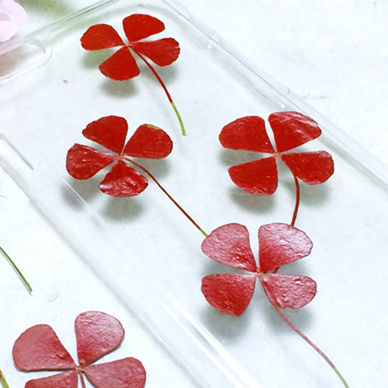 organic lucky clover