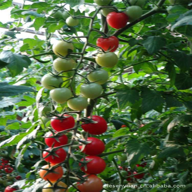 寿光蔬菜种子西红柿种樱桃番茄种子圣女果种子丽贝贝种子番茄种子