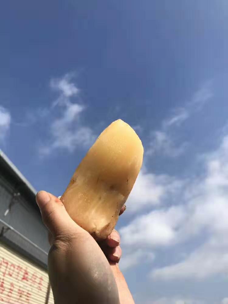 云南新鲜天山雪莲9斤净重包邮包售后 现采现挖 一件代发|ru