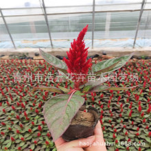�t�~һ֧�P���Բݻ��G�~�u�ڻ�С����c�G������ ���o�t����