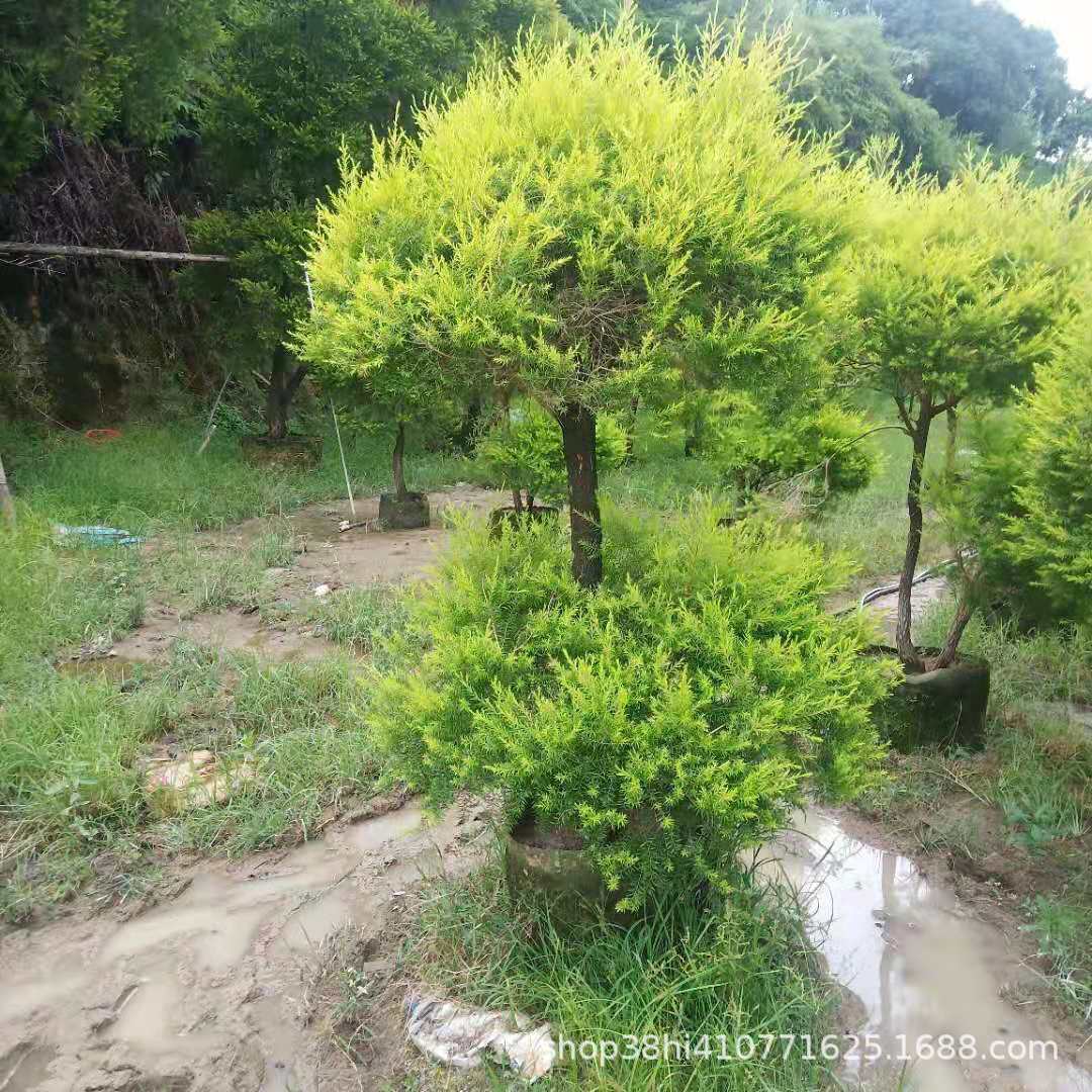 微信图片_201907222146474
