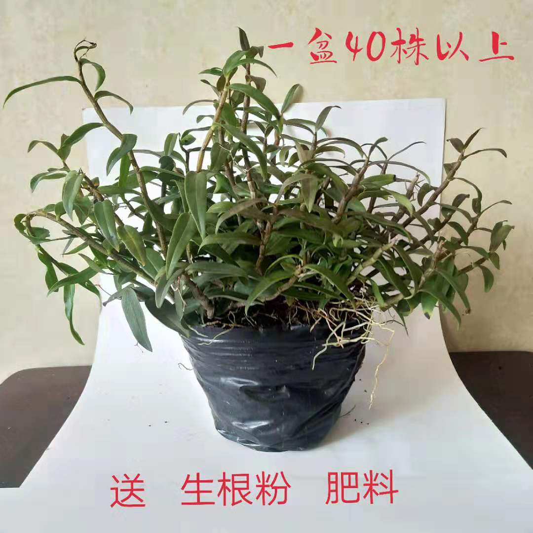 三年浙江铁皮石斛苗盆栽 原盆发货换盆简单绿植花卉 铁皮石斛盆栽|ms