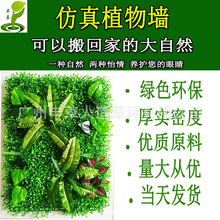 ֲ��T�^�����⠝���bGֲ�������Gɫ���ϼٲ�ƺ�ٻ�E18