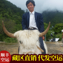 香格里拉青海湖九寨溝 那木錯旅游景區騎乘照相活體白氂牛