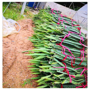 �t��������� ���Թ�������������� �ͺ�Ʒ�N�ϱ����Nֲ����Y��