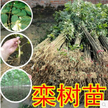 �����С���Sɽ�豱����@�ֹ��̾G����ľ�е���ͥԺ�L��ռ�ز��w