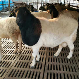 四川雅安哪里出售纯种黑头杜泊种羊 场家直销散养杜泊羊