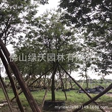 �S����״��N���໨�S���L�ľ14-15���֡���ֲ���S���L�ľ