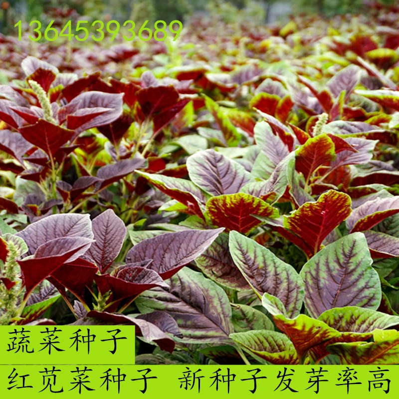 Новый Цветок Красный Семена Амаранта Овощи Четыре Сезона Посев Высокоурожайные Зеленые Семена Овощей Семена Амаранта Балкон Горшечные Семена Овощей