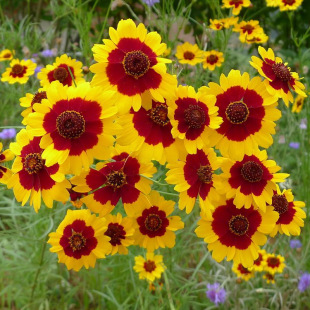 �������߿����͸ɺ���ؚ�ݻ�����Ŀ�շN����ɽѩ�շN�ӽ��X��