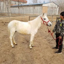 哪里有卖白色矮马的  马匹价格 宠物矮马多少钱一匹小马