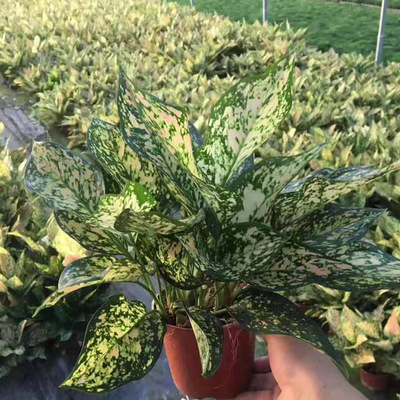 【基地直供】高档花卉小盆栽 适合办公家居环境布置  110蝴蝶|ru