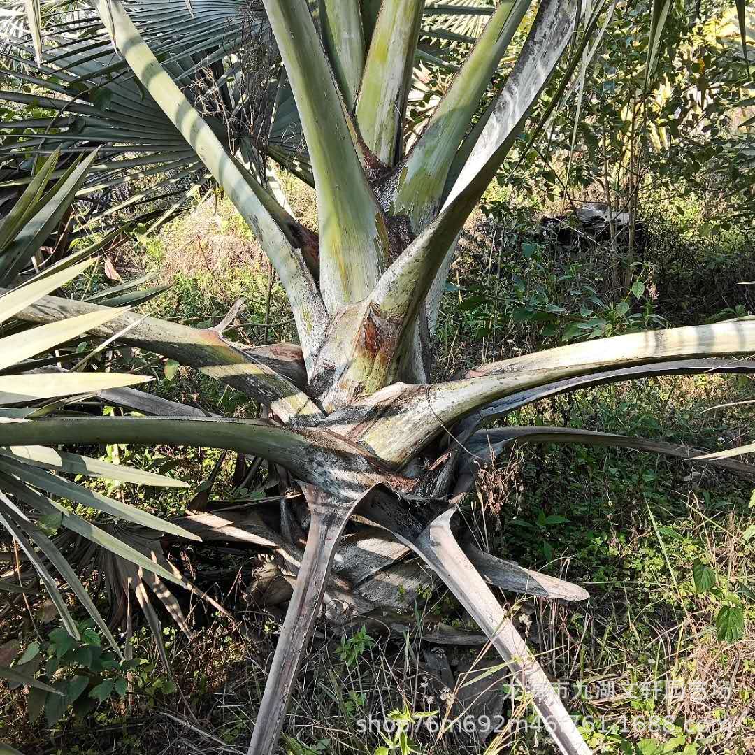 微信图片_20190128113913