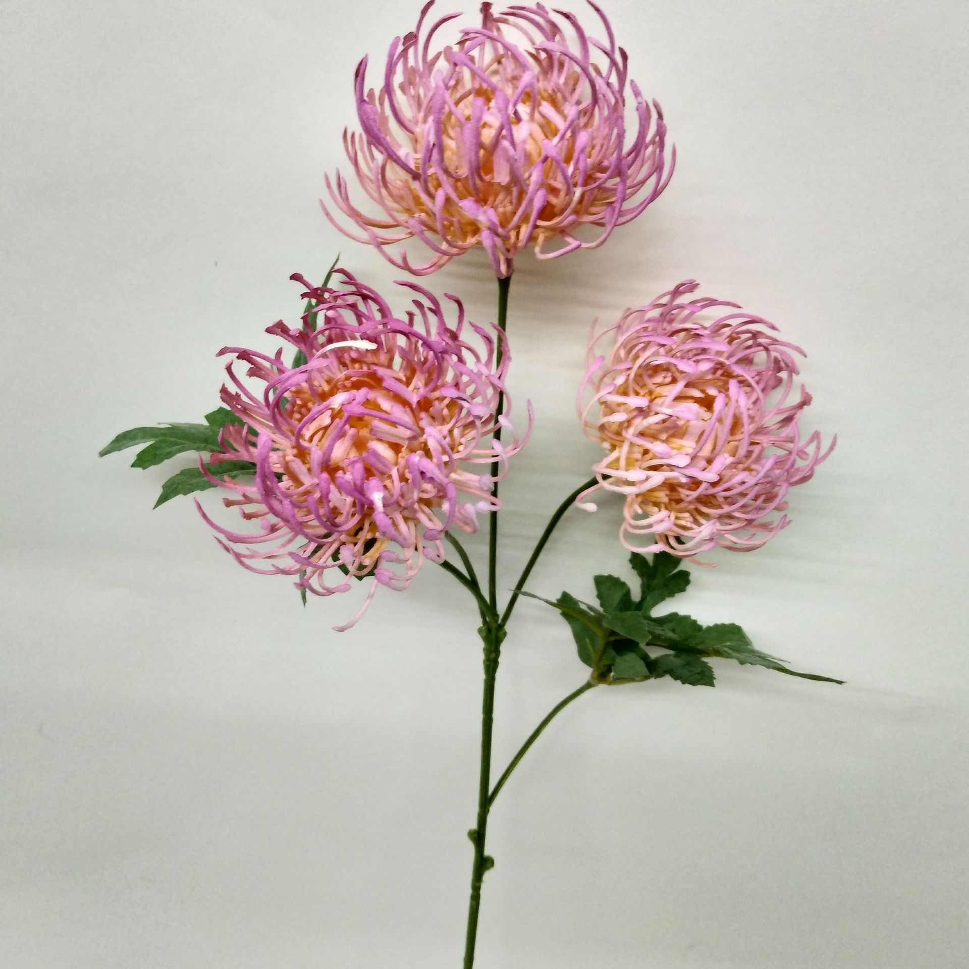 微信图片_201906061147159