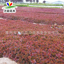 胭脂红景天 盆栽苗 多年生宿根耐热耐旱 工程绿化花卉 特价优惠