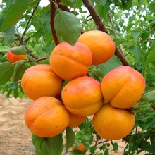 果树基地杏树批发杏树苗品种珍珠油杏树荷兰香蜜杏树丰园红杏树苗