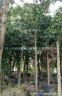 ����ֱ�N ���ܘ� �a���� �趡 �趡�� �ඡ��� ��Ҏ�� �G����r