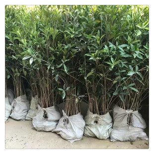 ���ع� �ļ���С�絤����С�����Ե�����Ҏ���Rȫ�������l