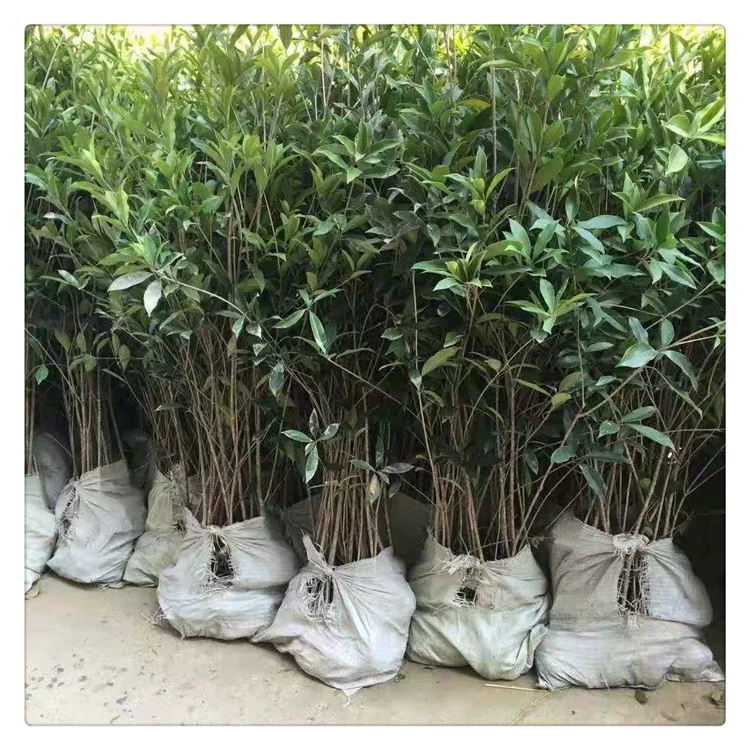 База османтуса Four Seasons рассада османтуса Саженцы Dangui Jingui рассада в горшках полные спецификации крупный опт