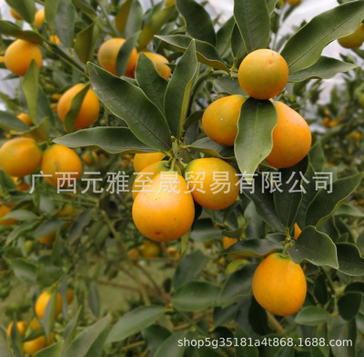脆蜜金桔脆蜜金柑廣西融安金桔小果中果大果特果果王壹件代發