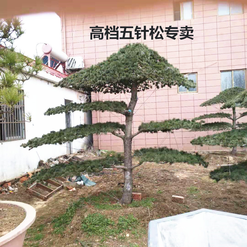 五针松盆景 五针松景观树 大阪松 庭院景观松 五针松批发