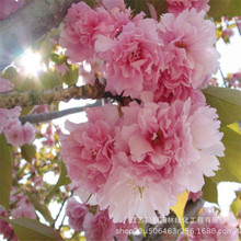 ΝؾGѻ ~Թ̾Gѻ ҎRȫtɫϵNޱ