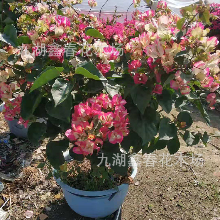 印度画报三角梅00