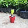 [Base directly batch] Hyacinth Potted Potted Fengzi Poin Poin Pot Pot can cultivate flowers