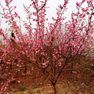 ÷������t÷�辰С�����~÷����÷�䘶ͥԺ�G������ֲ��