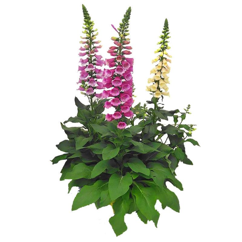 Семена лисицы смешанные цвета Four Seasons легко выращивать интересные декоративные цветы в горшках многолетние садовые цветы границы цветы растения