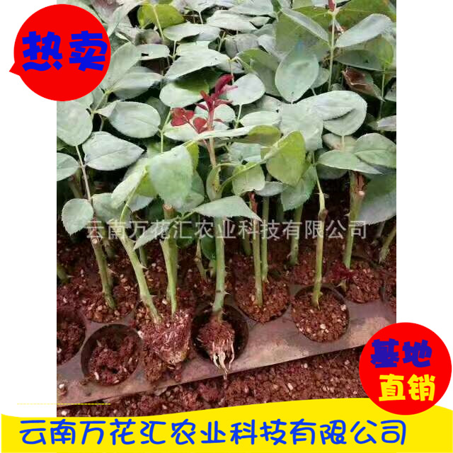 厂家销售 云南玫瑰扦插苗 多头玫瑰花苗 高档玫瑰种苗量大优惠