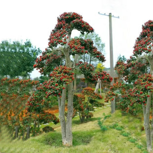 ���ع����o���۹� �G����ľ�o���۹����l �F؛����ֲ�o���۹�