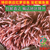 <direct deal> Red tilapia fry Red Tilapia Luo Fei Aquatic products breed living thing Fish supply