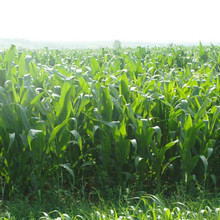 批发牧草种子墨西哥玉米草种籽耐热耐旱高产牧草适口性好品种齐全
