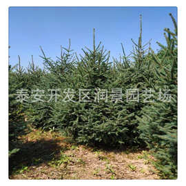 3米云杉树价格 3米云杉树苗批发 3米云杉树苗图片 产地直销树形好
