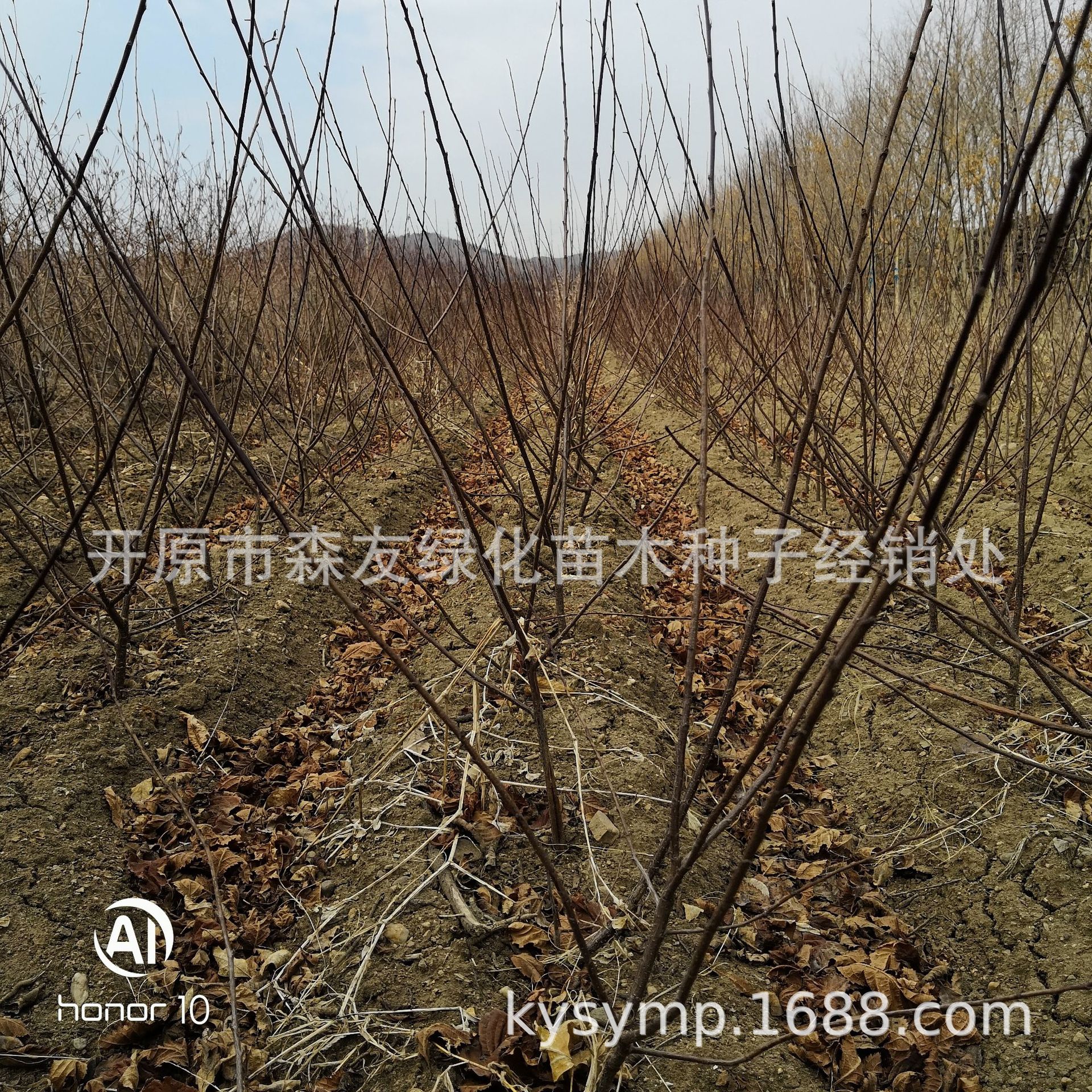 红叶榆叶梅绿篱苗