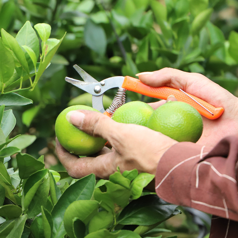 广西桔子橘子皇帝柑涌泉金蜜桔沙糖砂糖沃橘有机批发贡柑一件代发|ms