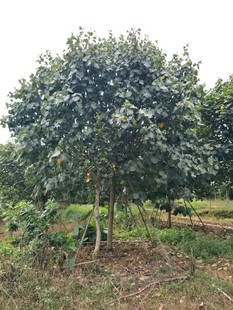 906���� ��Ʒ ȫ���S�� 14-15cm��ֲ�� �S� �ǱP