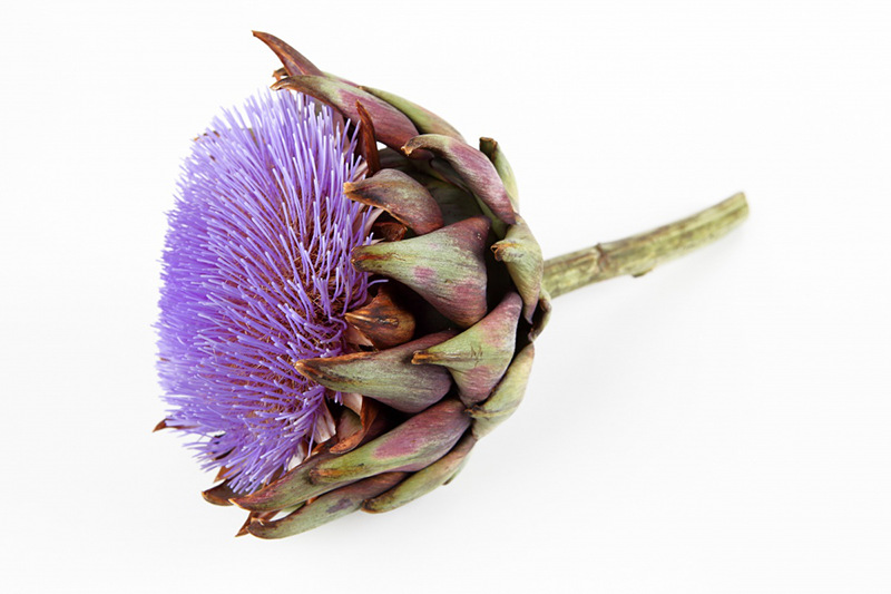 亚枝竹、朝鲜蓟、洋蓟,怎样处理味道更鲜美? undefined