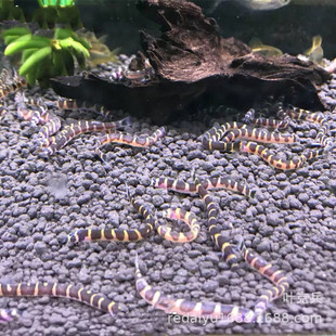 �Ꭷ�~�^�p�~���l���q�~ �������q �����~