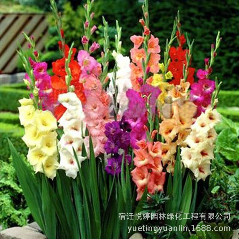 Оптовая гладиолус шар Цветок луковица цветок гладиолус шар Многоцветный декоративный Four Seasons посадка цветение