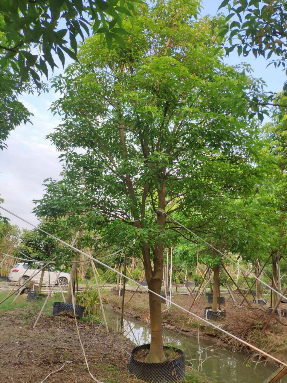 904基地直销 鱼木 18-22cm精品假植苗 全冠鱼木 -阿里巴巴